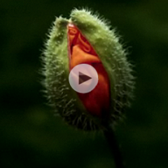 Janine Benyus: Biomimicry in Action - Ted Talks 2009
